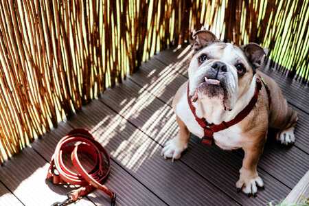 English Bulldog in a harness photo