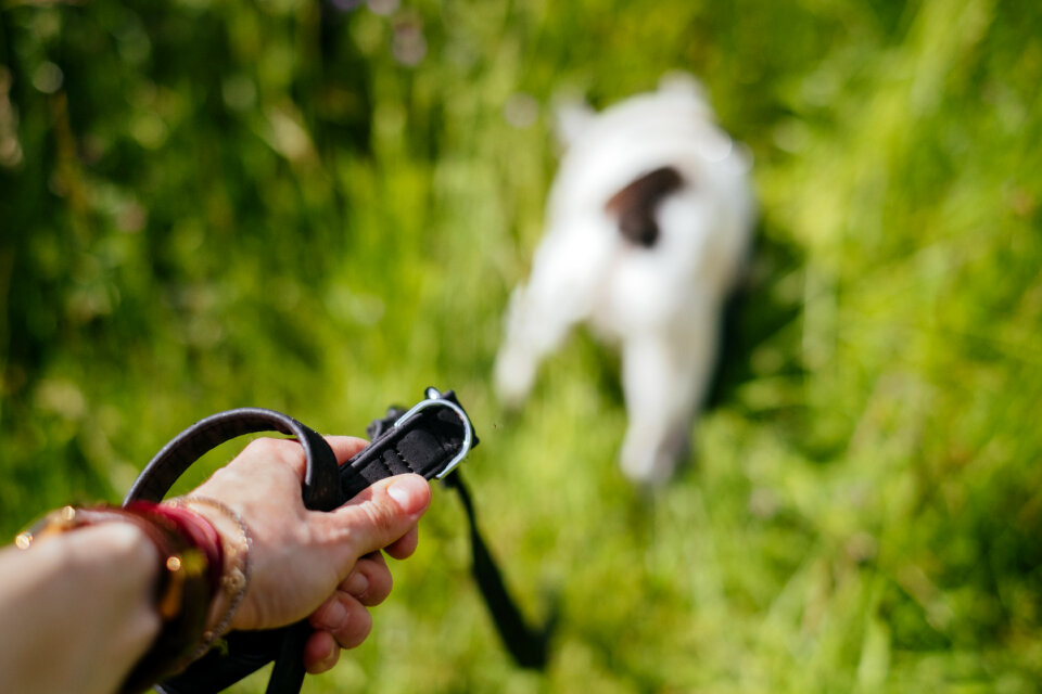 Female hand holding a dog leash 2