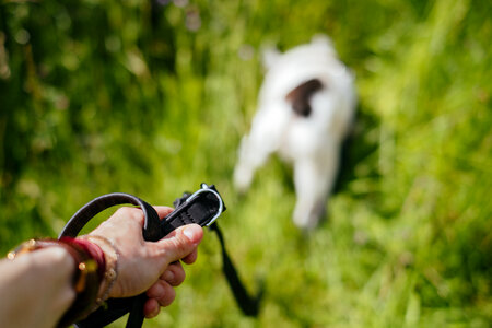 Female hand holding a dog leash 2 photo