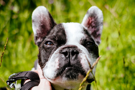 French Bulldog face closeup photo