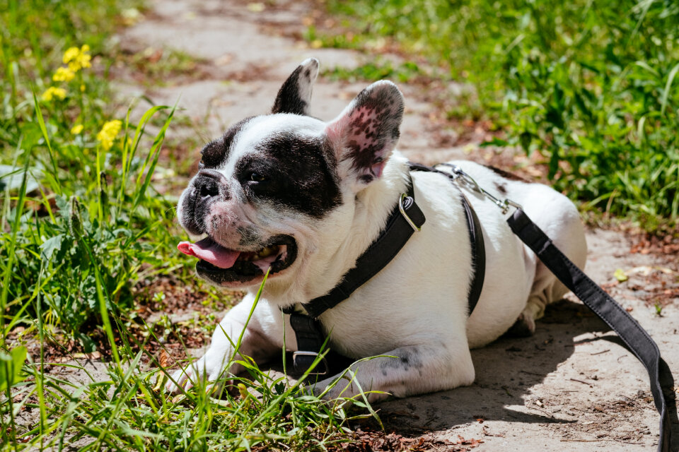 French Bulldog lying in the sun on a hot day