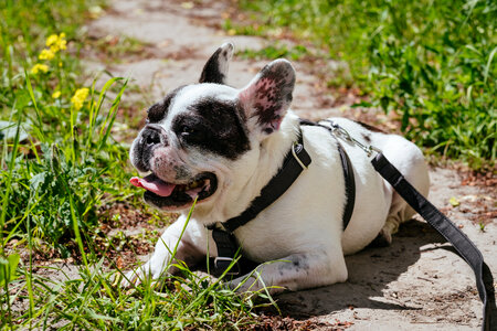 French Bulldog lying in the sun on a hot day photo