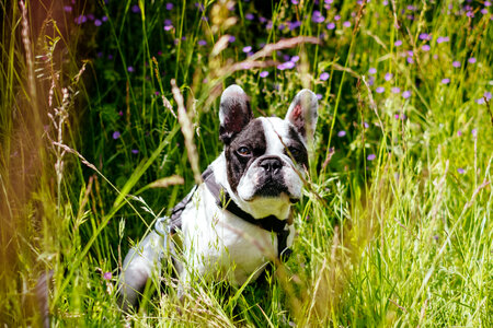 French Bulldog portrait in the meadow photo