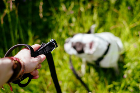 Female hand holding a dog leash photo