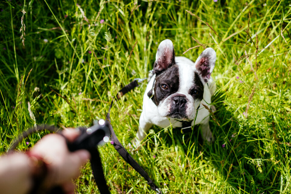 French Bulldog on a leash in the meadow photo