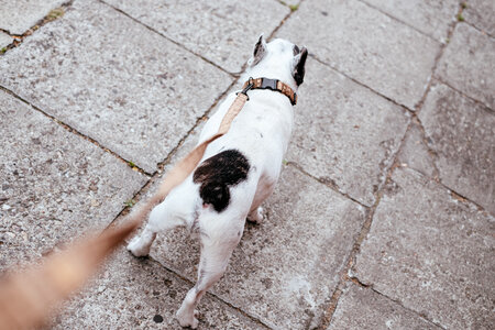 French Bulldog on a leash 4 photo