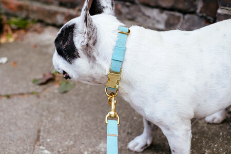 French Bulldog wearing a collar closeup photo