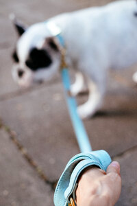 French Bulldog on a leash blurred photo