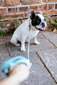 French Bulldog on a leash 5 photo