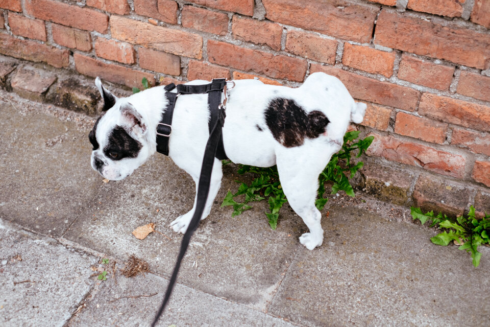 French Bulldog peeing on a plant 2