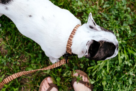 French Bulldog on a leash 3 photo