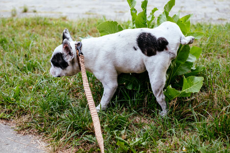 French Bulldog peeing on a plant photo
