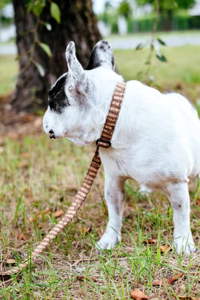 French Bulldog on a leash