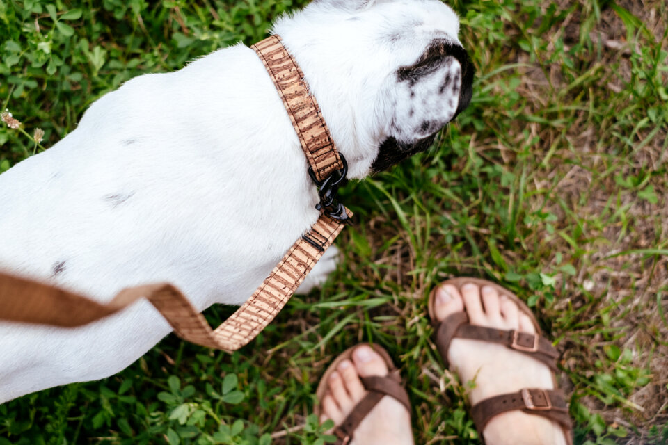 French Bulldog on a leash 2 photo