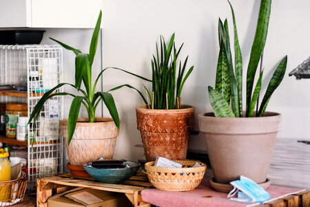 House plants photo