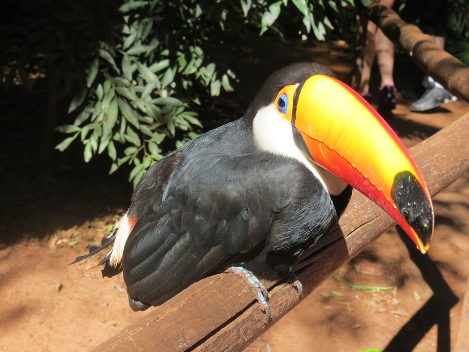 Toucans brazil forest photo