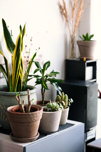 House plants 3