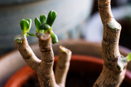 Neglected jade plant coming back to life 3 photo