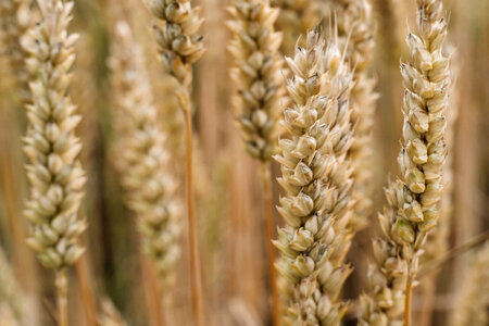 Wheat closeup