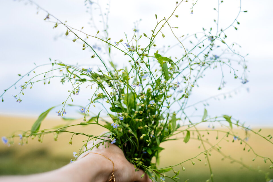 Wild forget-me-not flowers in a female hand 4