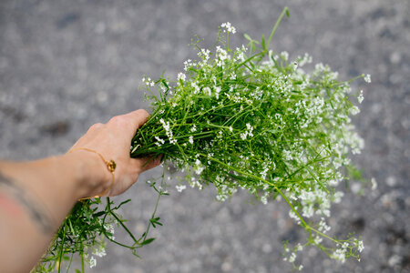 Wild forget-me-not flowers in a female hand