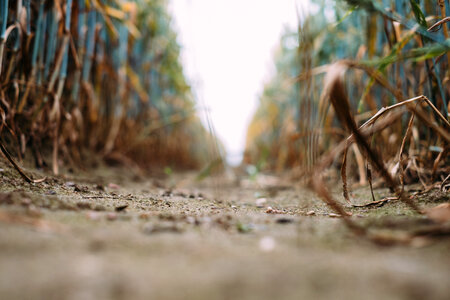 Triticale field closeup