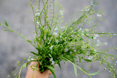 Wild forget-me-not flowers in a female hand 3