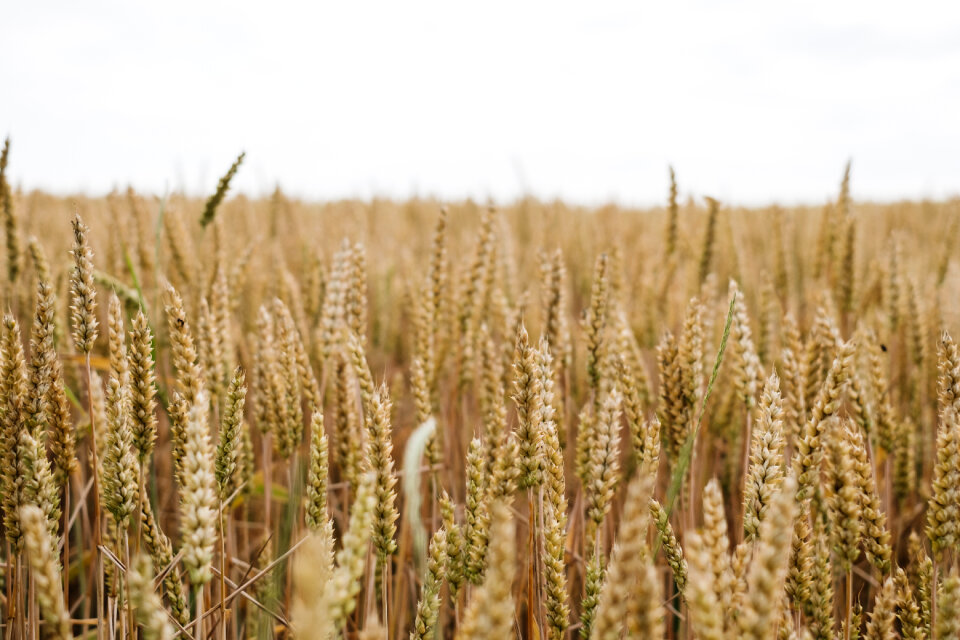 Wheat field closeup