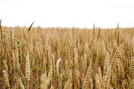 Wheat field closeup photo