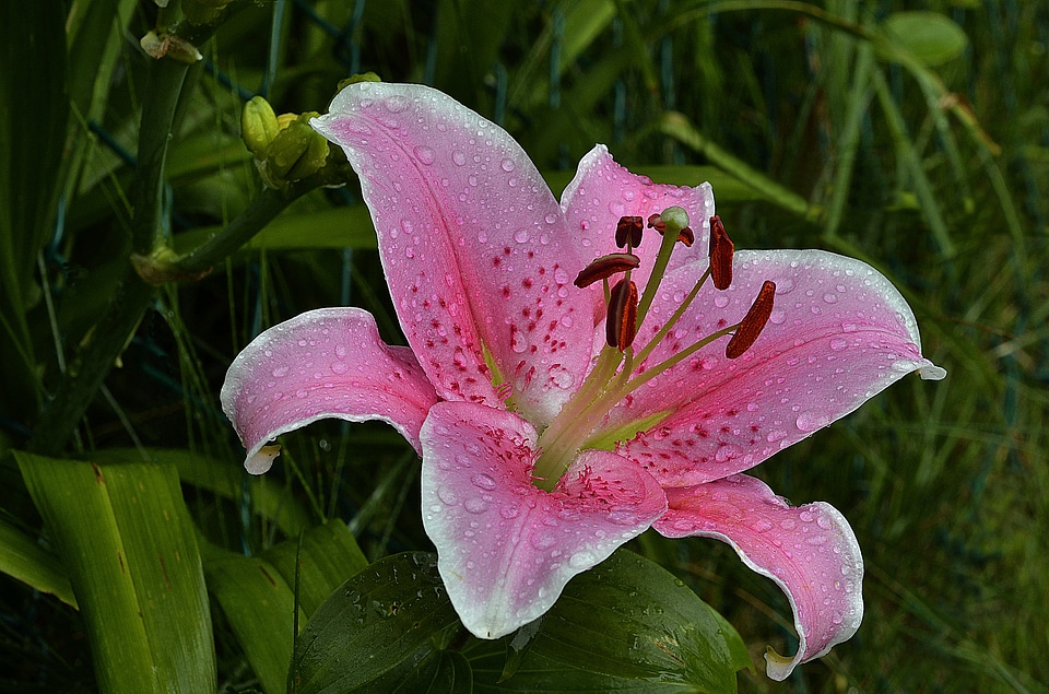 Nature flower flora