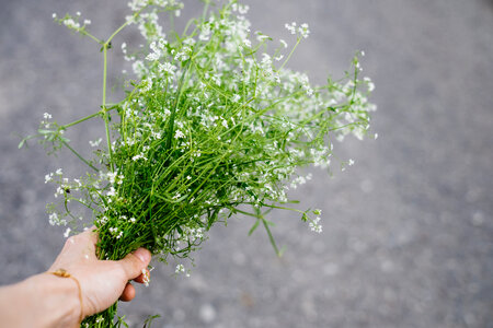 Wild flowers bouquet in a female hand 2