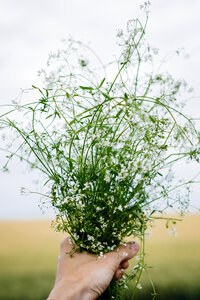 Wild flowers bouquet in a female hand 4