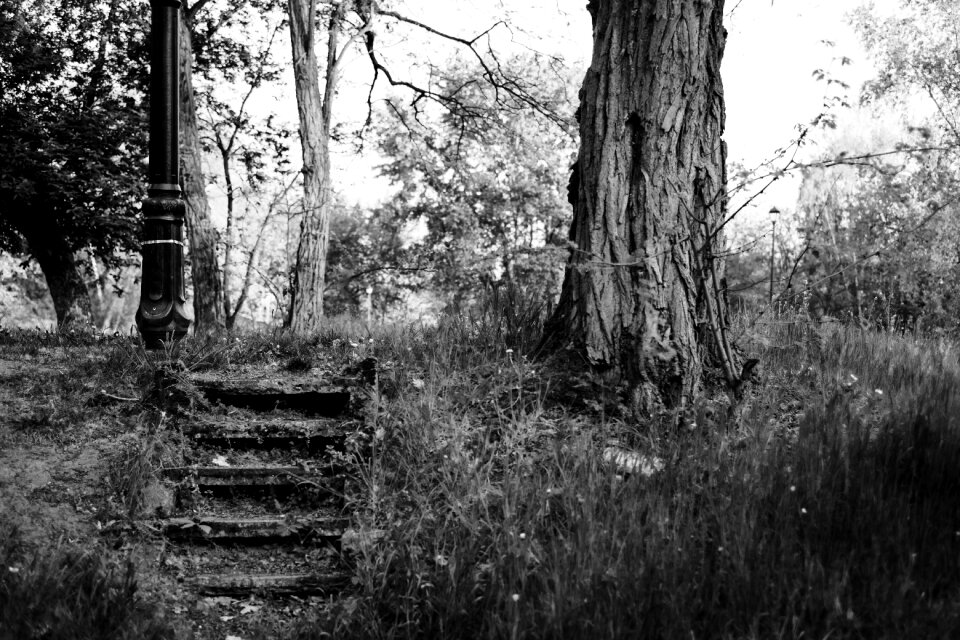Old steps in the park