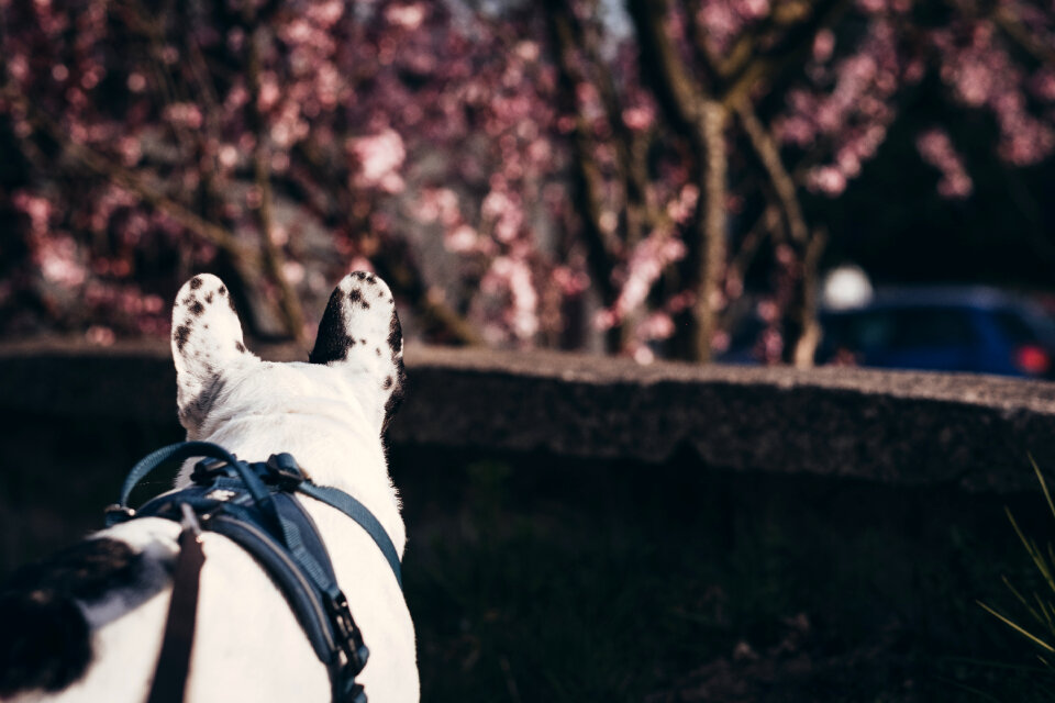 French Bulldog in a harness 2 photo