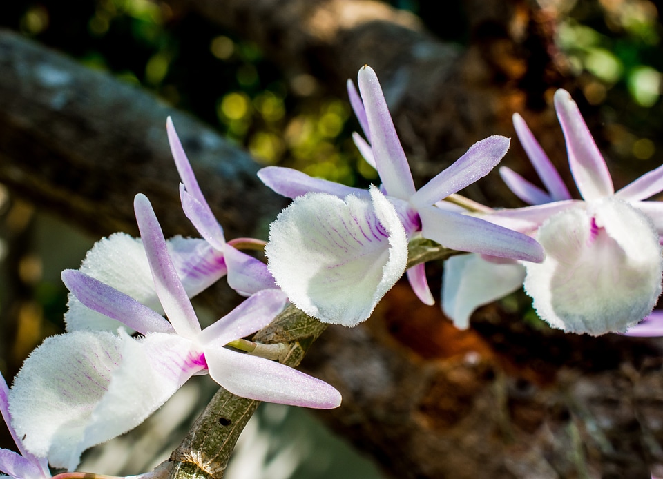 Blossom bloom flower