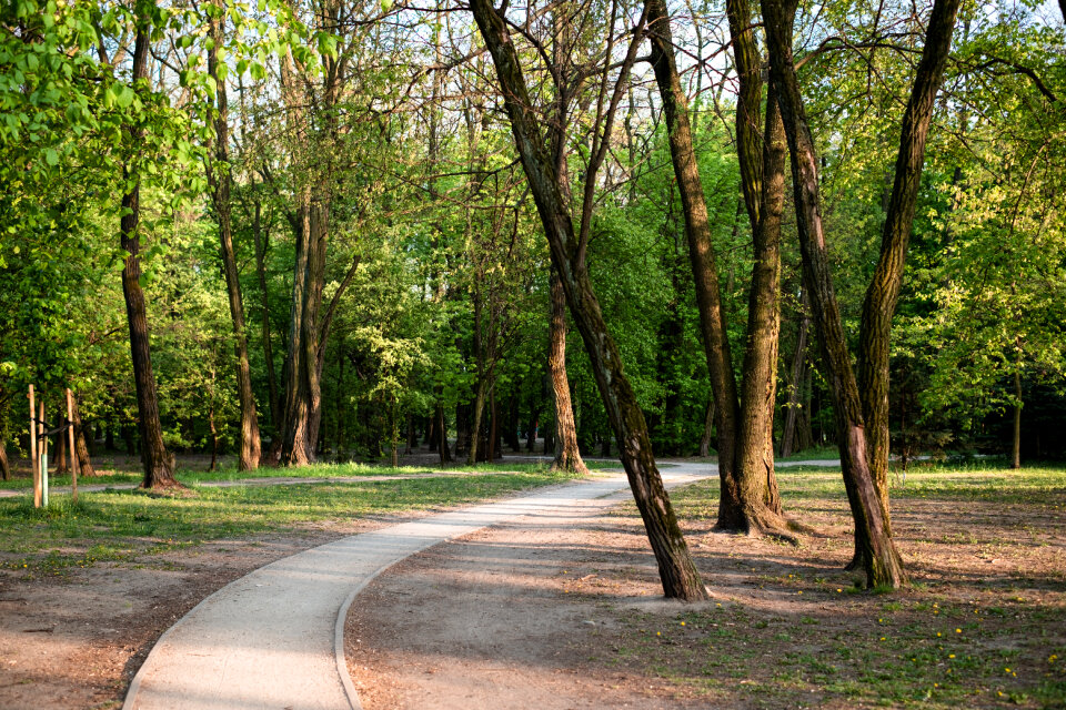Pedestrian pavement in the park