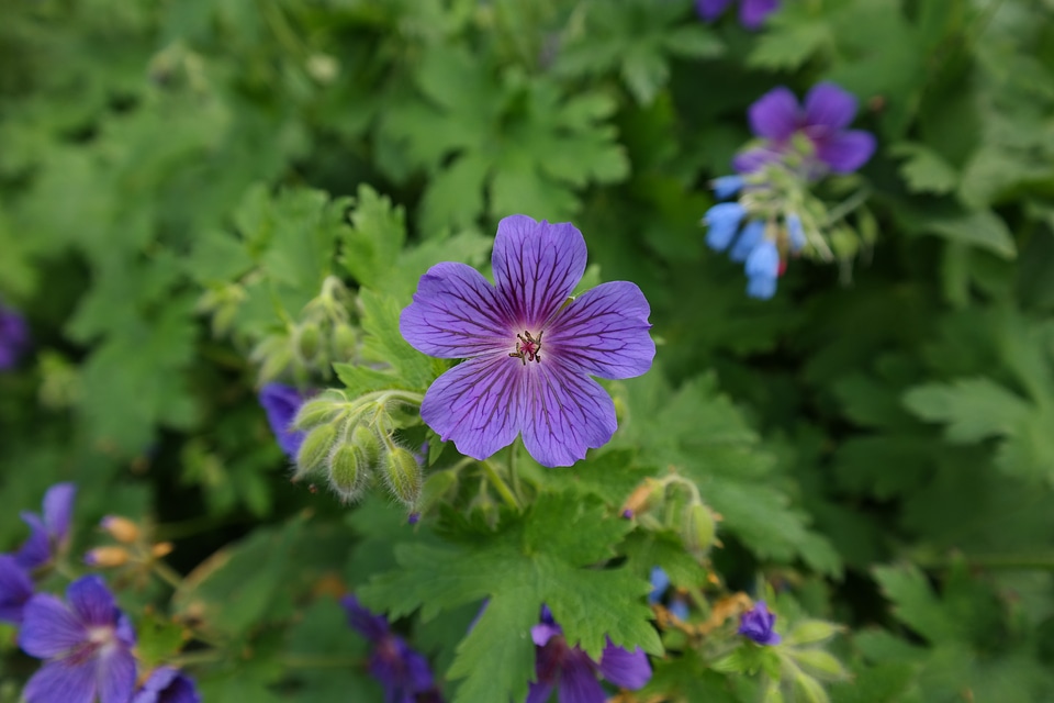 Plant flower violet