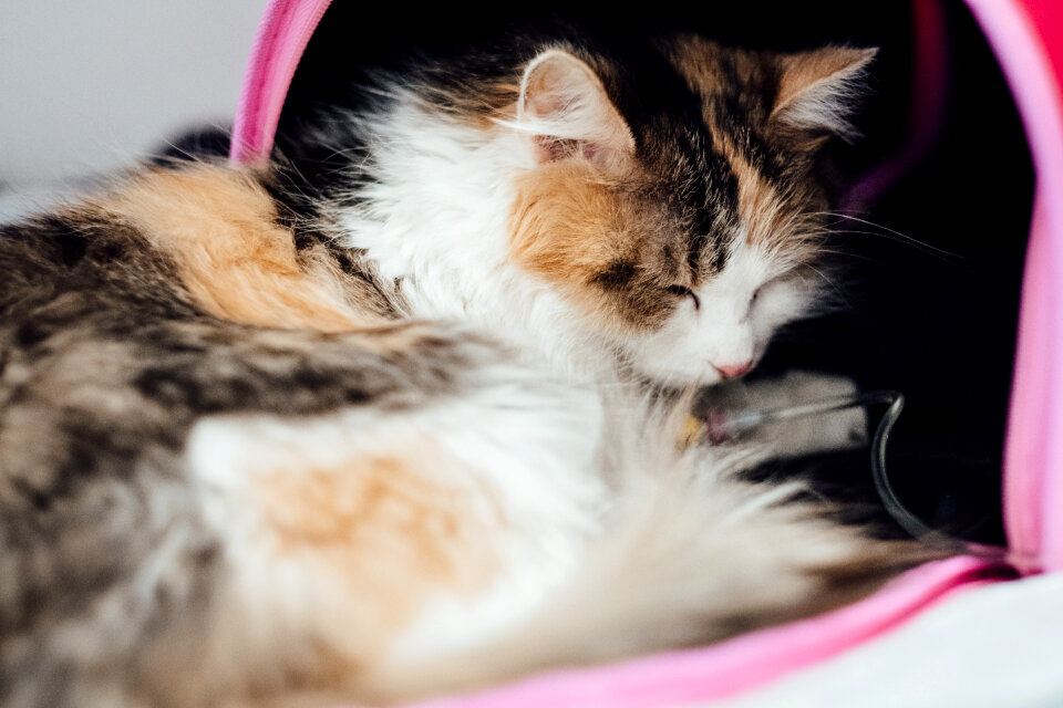 A cat having an IV fluid therapy 3 photo