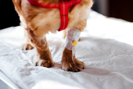 A dog having an IV fluid therapy