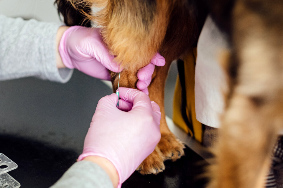 A vet taking a blood sample from a dog photo