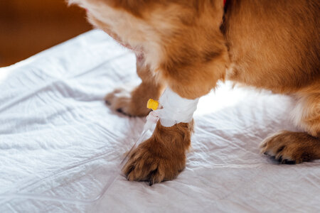 A dog having an IV fluid therapy 2 photo