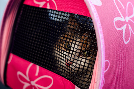 Cat in a carrier photo