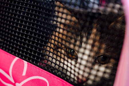 Cat in a carrier closeup photo