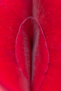 Rose petals flower macro