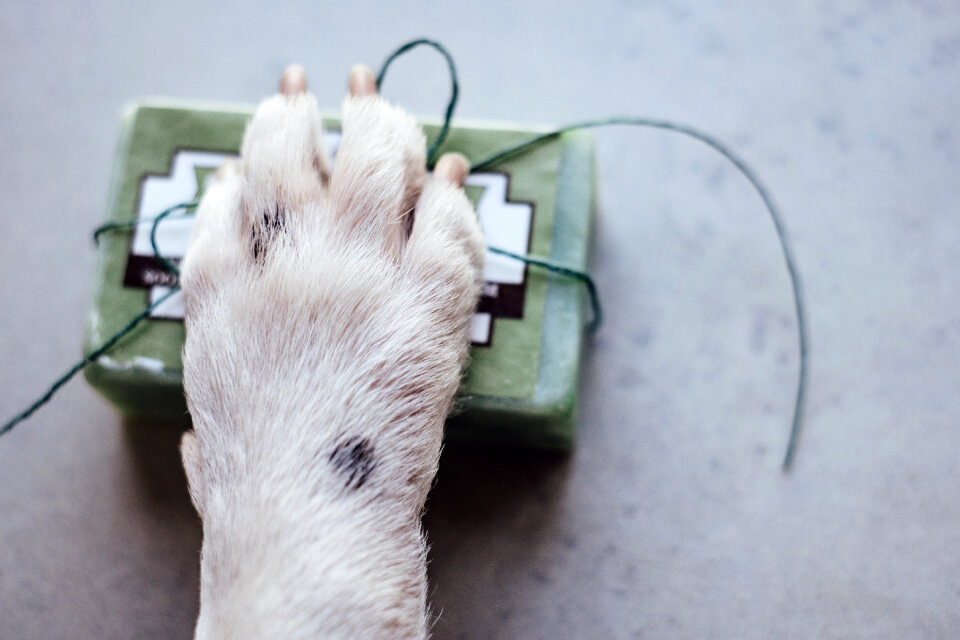 Dog’s paw on a soap bar