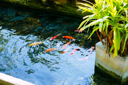 School of koi fish photo