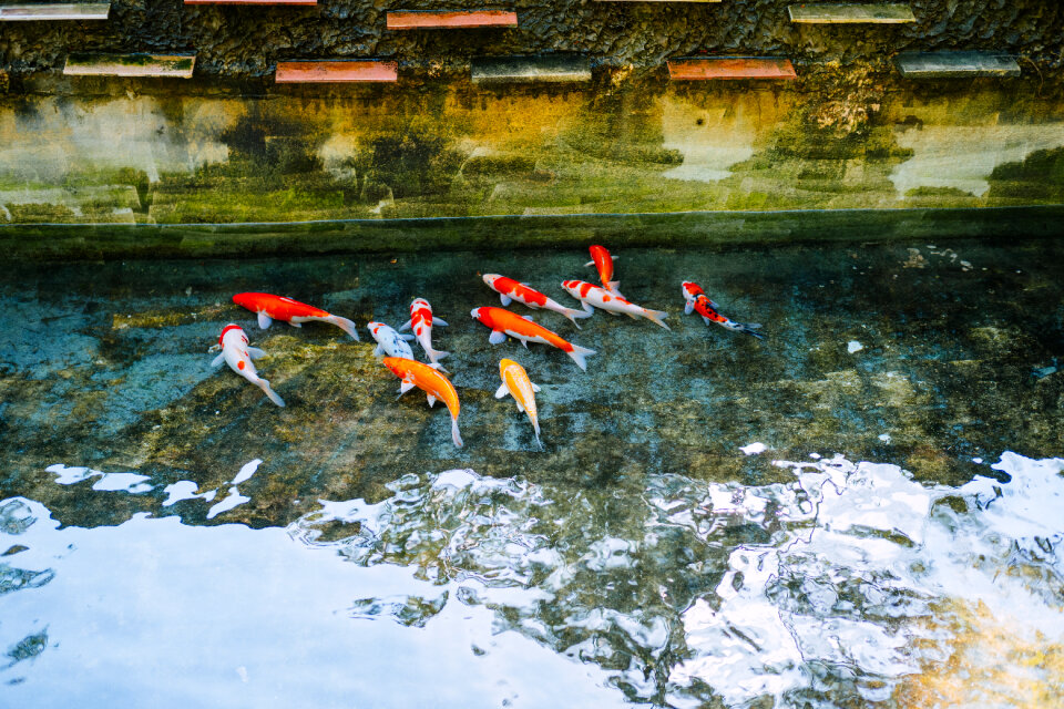 School of koi fish 2