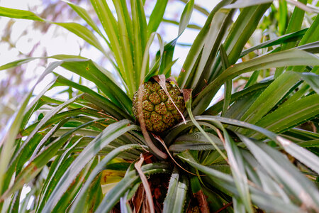 Pineapple tree photo