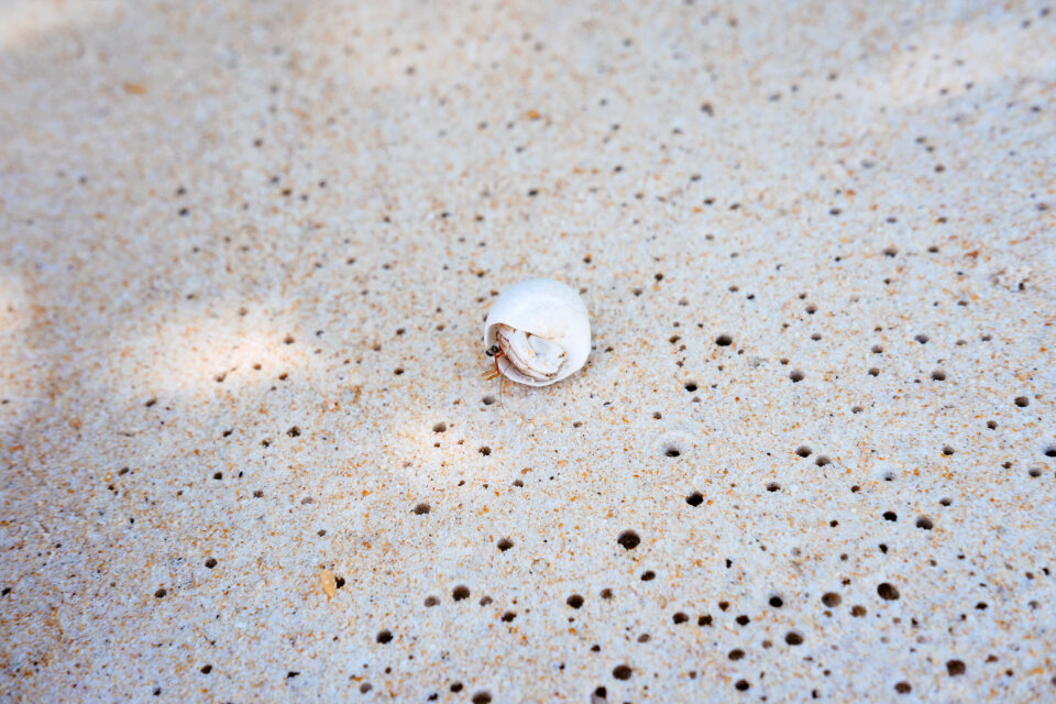 A hermit crab on a beach
