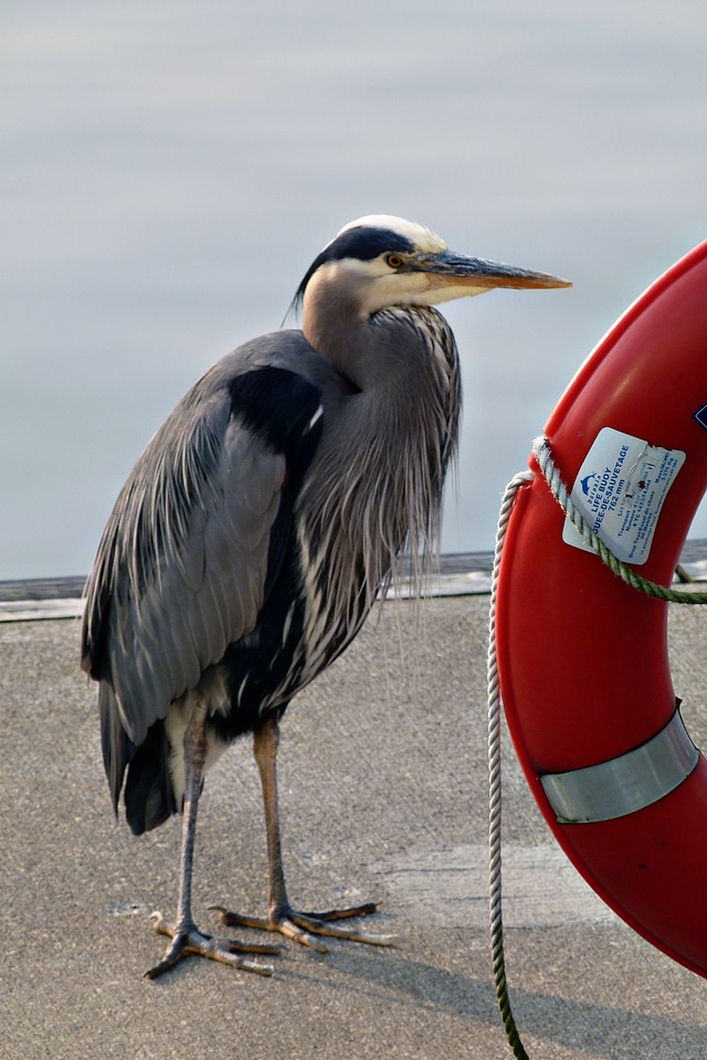 Rescue ring harbor vancouver